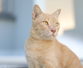 The cat is looking at me