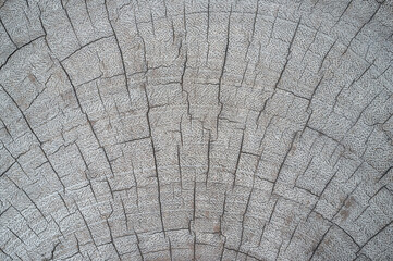 Patterned cracks of wood
