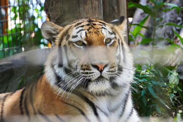 The appearance of a cute tiger