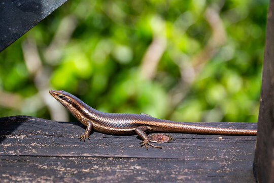 รูปภาพTrachylepis เลือกดูภาพถ่ายสต็อก เวกเตอร์ และวิดีโอ218 Adobe Stock