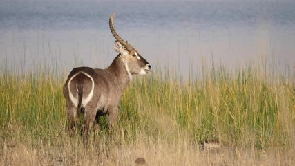 Male waterbuck with big horns grazes on green lakeside reeds and grass