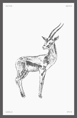 High detail hand drawn vector gazelle antelope