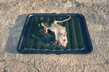 Rat or mice trapped on mousetrap in perspective. That animal gets stuck on trapper or adhesive...