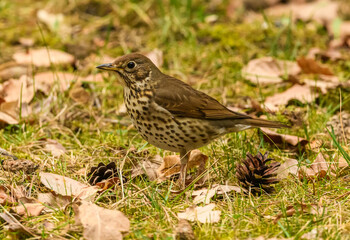 song thrush (Turdus philomelos) searching for food on the ground