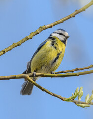 Eurasian blue tit (Cyanistes caeruleus) bird on branch