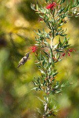 Hummingbird drinks nectar from Grevillea flower. 