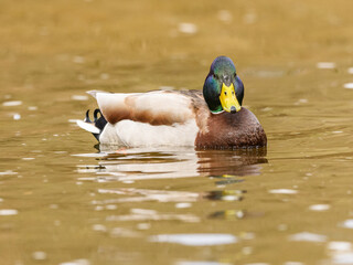 wild duck (anas platyrhynchos) male swimming in water