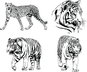 vector drawings sketches different predator , tigers lions cheetahs and leopards are drawn in ink by hand , objects with no background