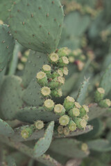 Detail of a cactus on cloudy day
