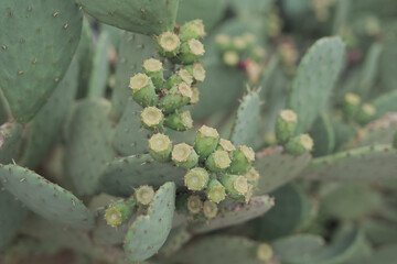 Detail of a cactus on cloudy day