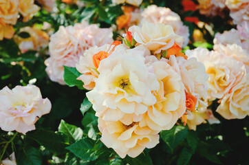 Background of the orange, white roses tree branch in the garden close up. Top view. Natural and season backgrounds. 