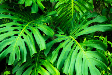 Green leaves of Monstera philodendron