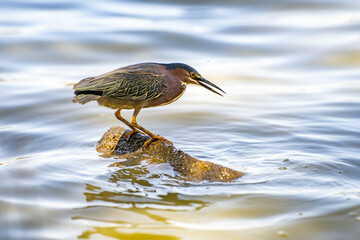Green heron (Butorides striatus) stands on a stone in the Lake Elizabeth, Fremont Central Park