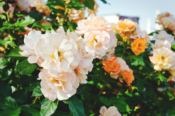 Background of the orange, white roses tree branch in the garden close up. Top view. Natural and season backgrounds. 