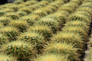 Photo Picture of a Tropical Cactus Texture