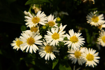 Obraz premium closeup beautiful white flower
