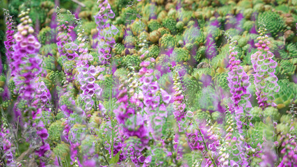 Plants and Flowers Colourful Spring Beautiful Wild Complex