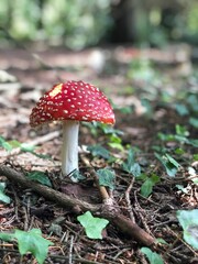 Bright red toadstool