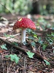 Red toadstool