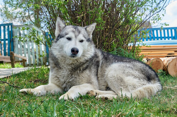 Husky dog lies on a grass on a summer day