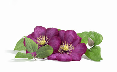 Pink purple clematis flowers isolated on white background. Floral summer or spring background. Postcard.