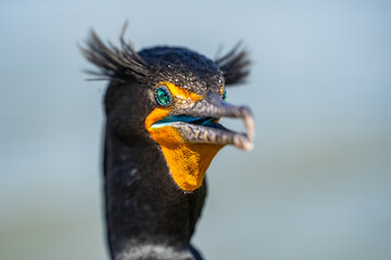 Portrait of double-crested cormorant (phalacrocorax auritus)