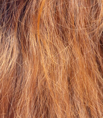 Dyed hair of a girl as a background.