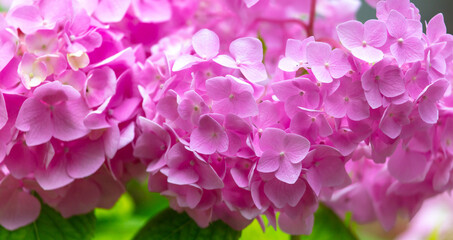 Beautiful pink flower in nature.