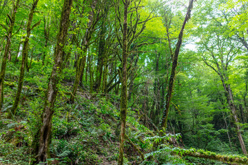 Green trees in the Caucasus mountains.