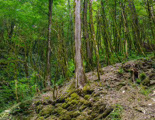 Obraz premium Green trees in the Caucasus mountains.