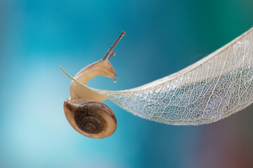 Cute snail just sitting on the white leave with bokeh background © lisdiyanto