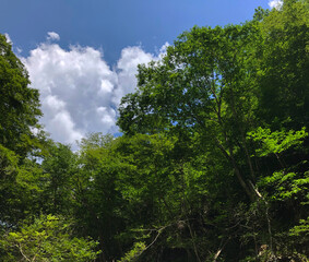夏空　森　自然