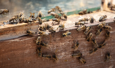 Bees on a beehive in an apiary.