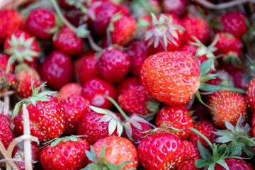 Harvest of Red fresh strawberries