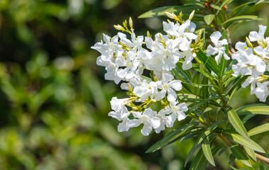 White flowers in the park in summer.