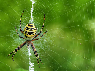 Zebraspinne im Spinnennetz