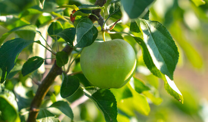 Green apples on the branches of a tree.