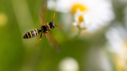 Wasp in flight by a flower.