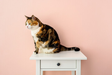 Calico Cat on bedside table near pink wall
