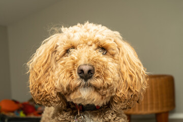 Mocha Australian Labradoodle