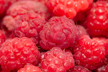 Red ripe raspberries as background.