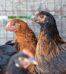 Portrait of a chicken on farm.