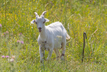 Portrait of a white goat