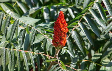 Red flowers on the branches of a tree