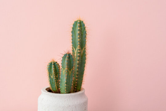 Home plant cactus cereus on bedside table near pink wall