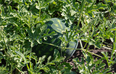 Watermelon on the ground in a vegetable garden in summer.