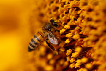 Close-up of a bee on a sunflower.