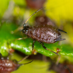 Aphids on a leaf of a tree.