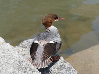 (Mergus merganser) Female goosander's sitting on a rock, head turned to the right showing the...