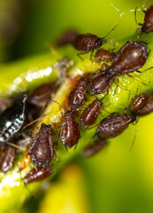 Aphids on a leaf of a tree.